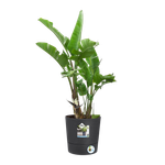 greensense aqua care round 30cm charcoal grey